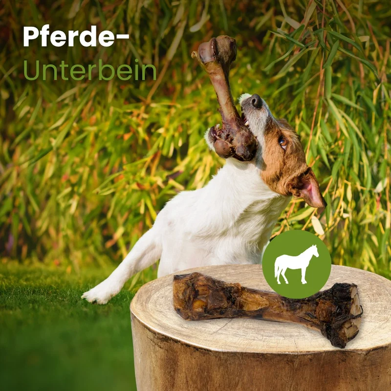 Pferde-Unterbein