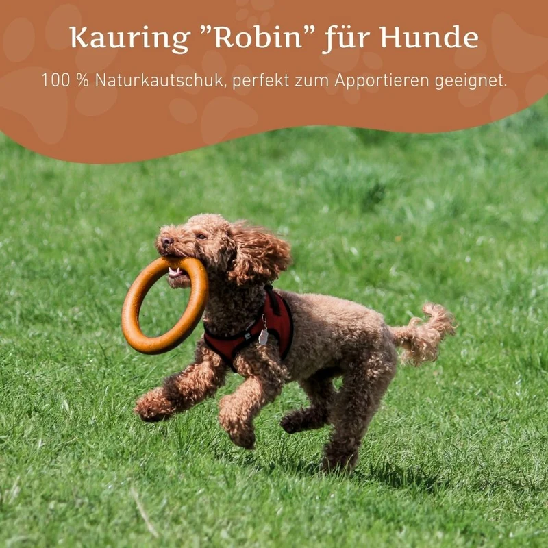 Kauring "Robin"