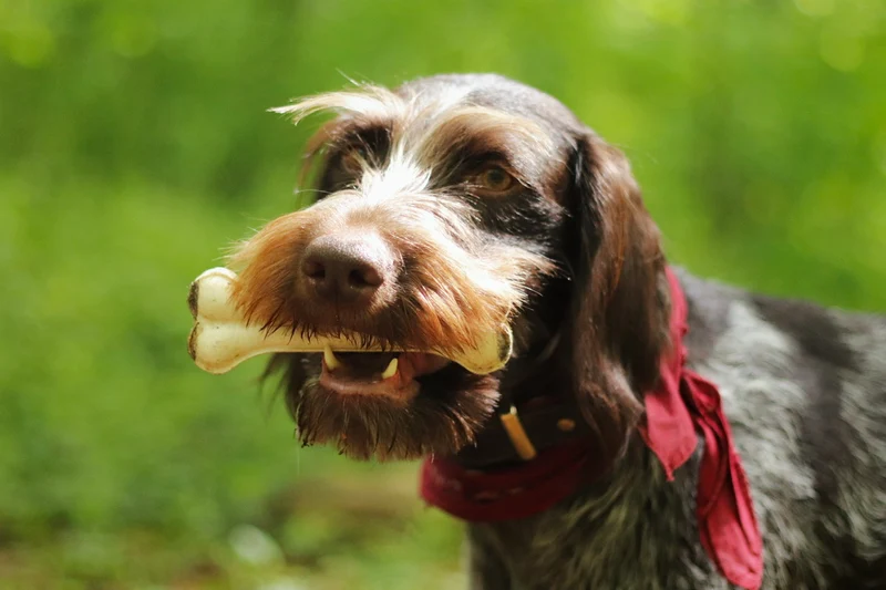 Kauknochen Black and White