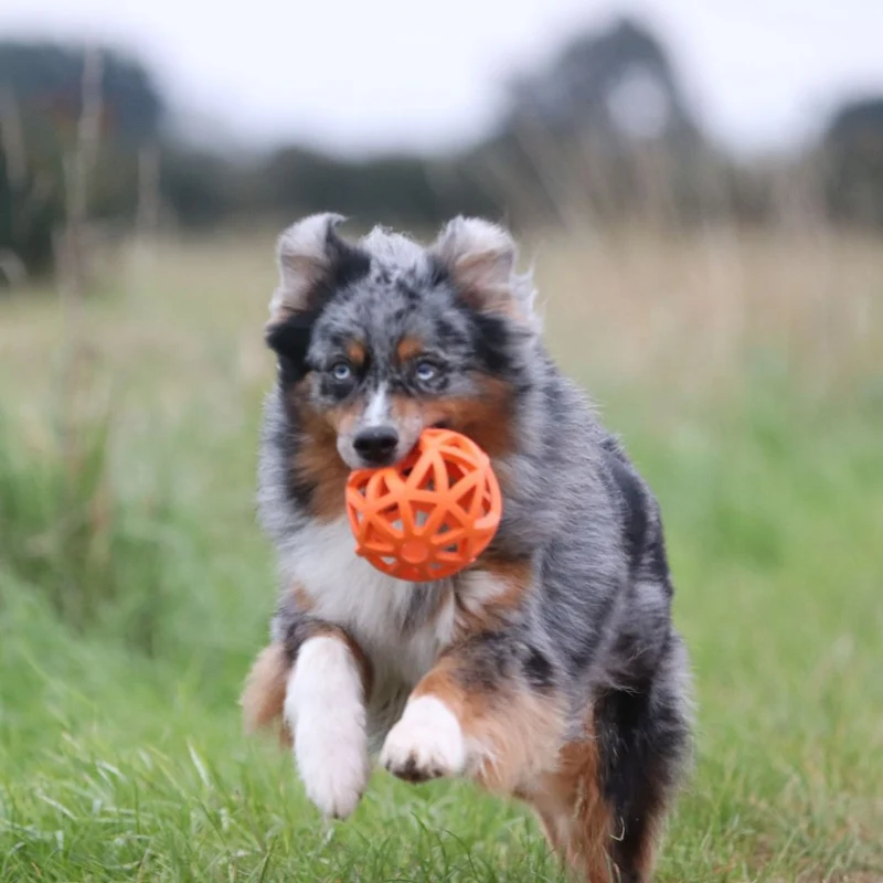 Gitterball