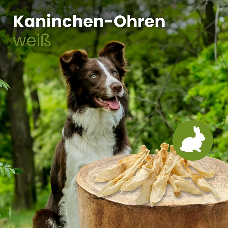 Kaninchen-Ohren, weiß