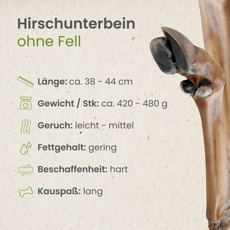 Hirsch Unterbein ohne Fell
