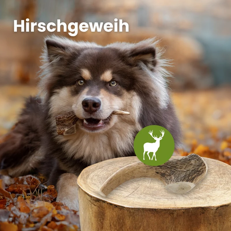 Hirschgeweih