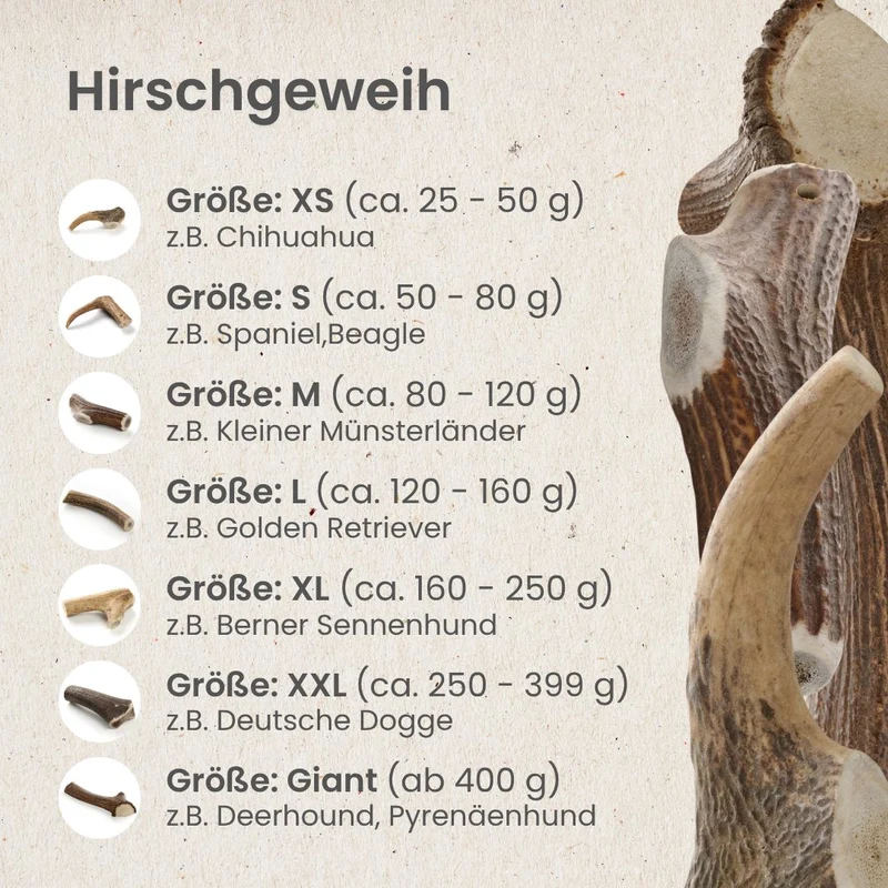 Hirschgeweih