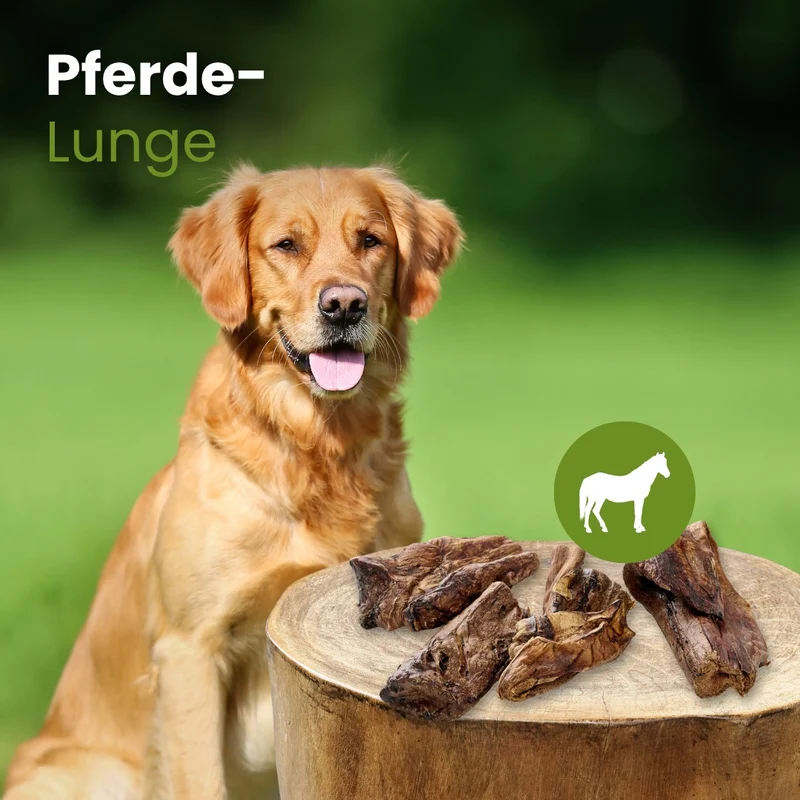 Pferde-Lunge