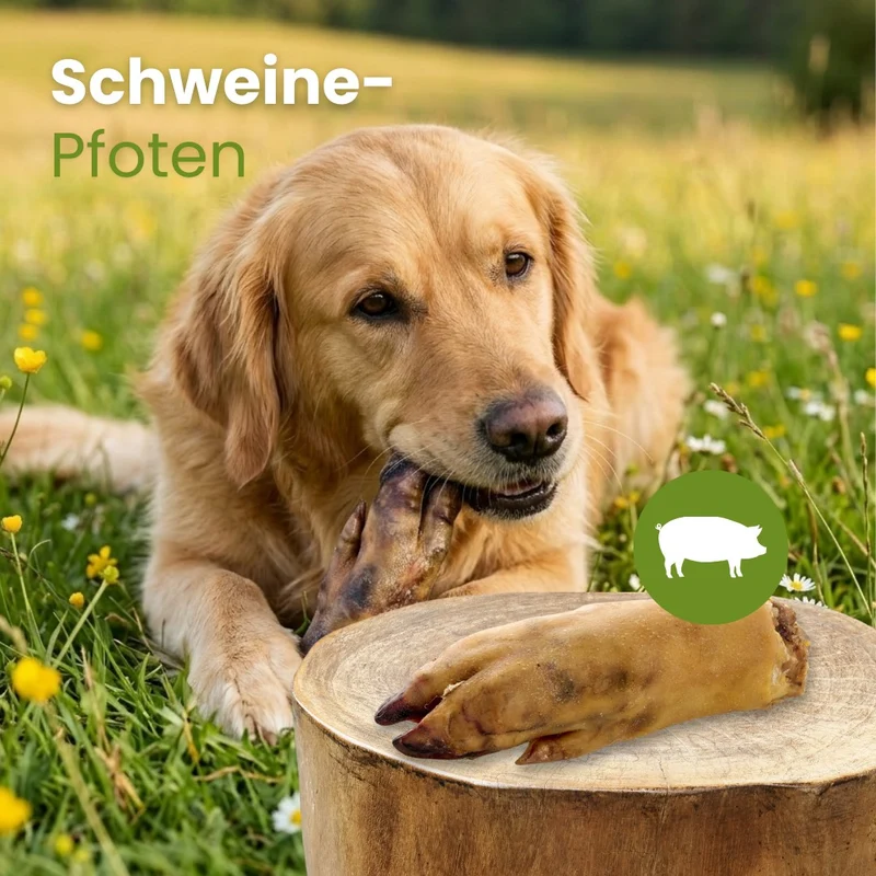 Schweine-Pfoten