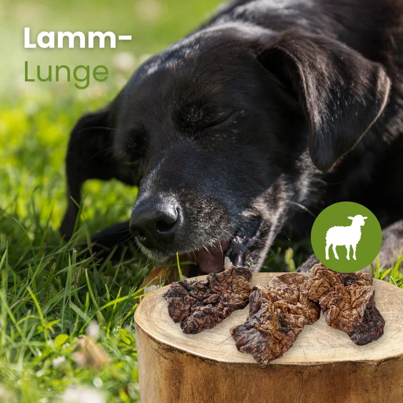 Lamm-Lunge