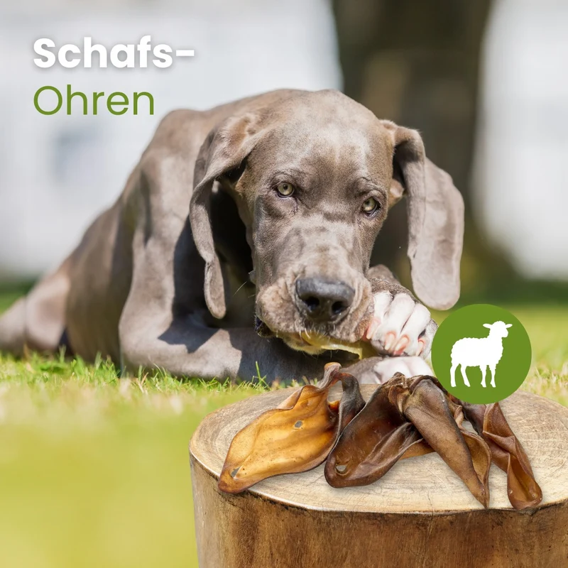 Schafs-Ohren