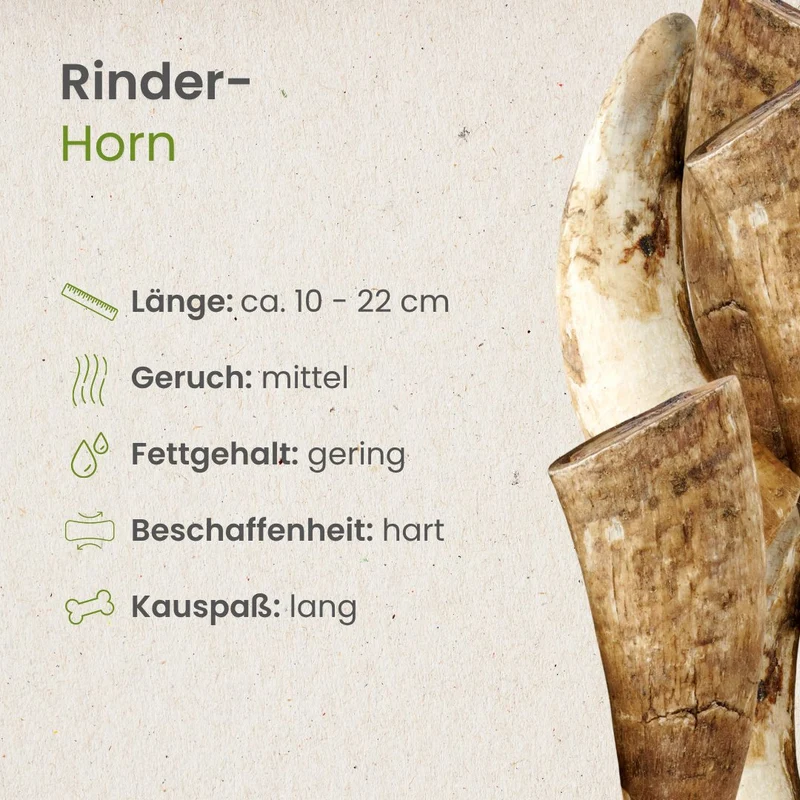 Rinder-Horn