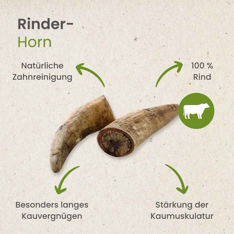 Rinder-Horn