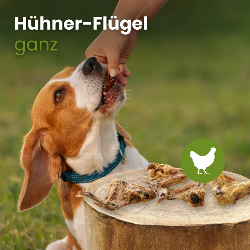 Hühner-Flügel, ganz