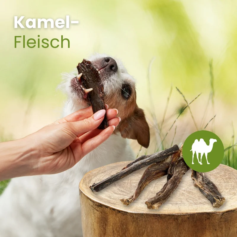 Kamel-Fleisch