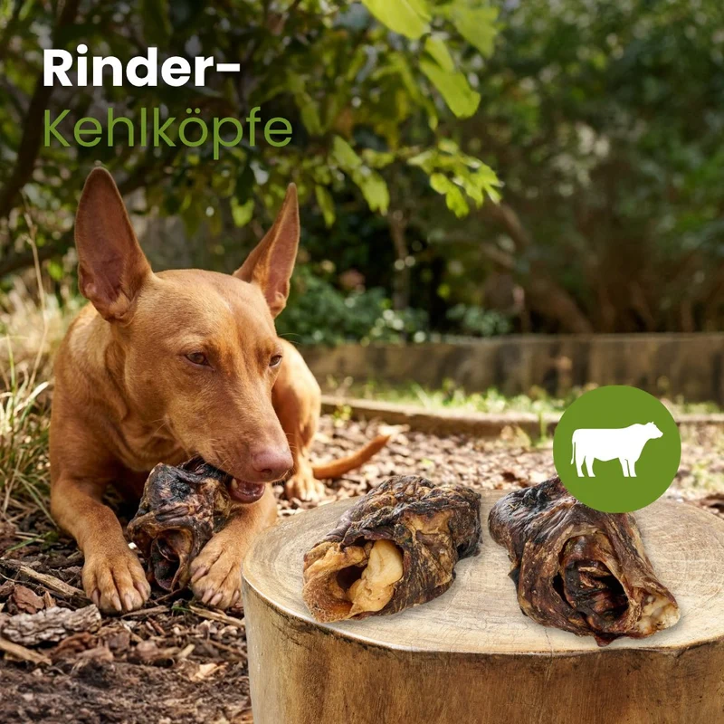 Rinder-Kehlköpfe