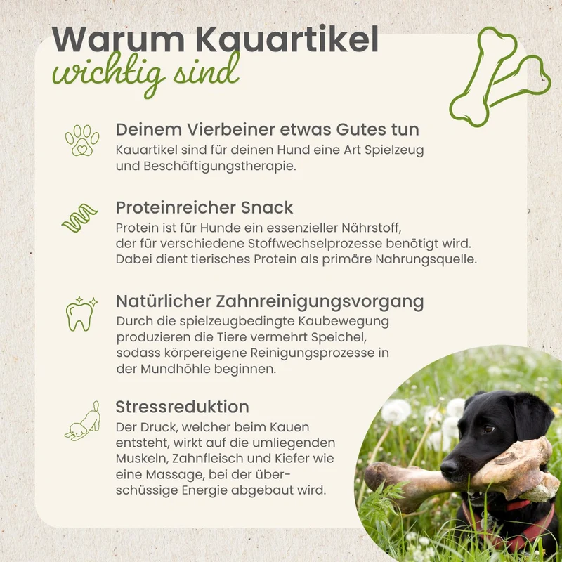 Rinder-Kehlköpfe
