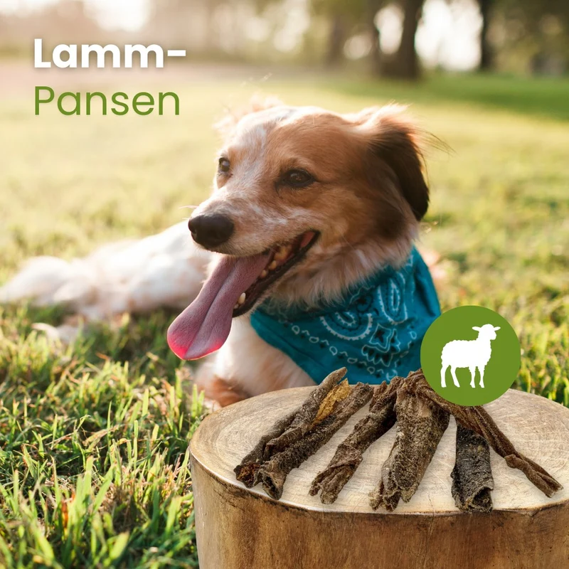 Lamm-Pansen