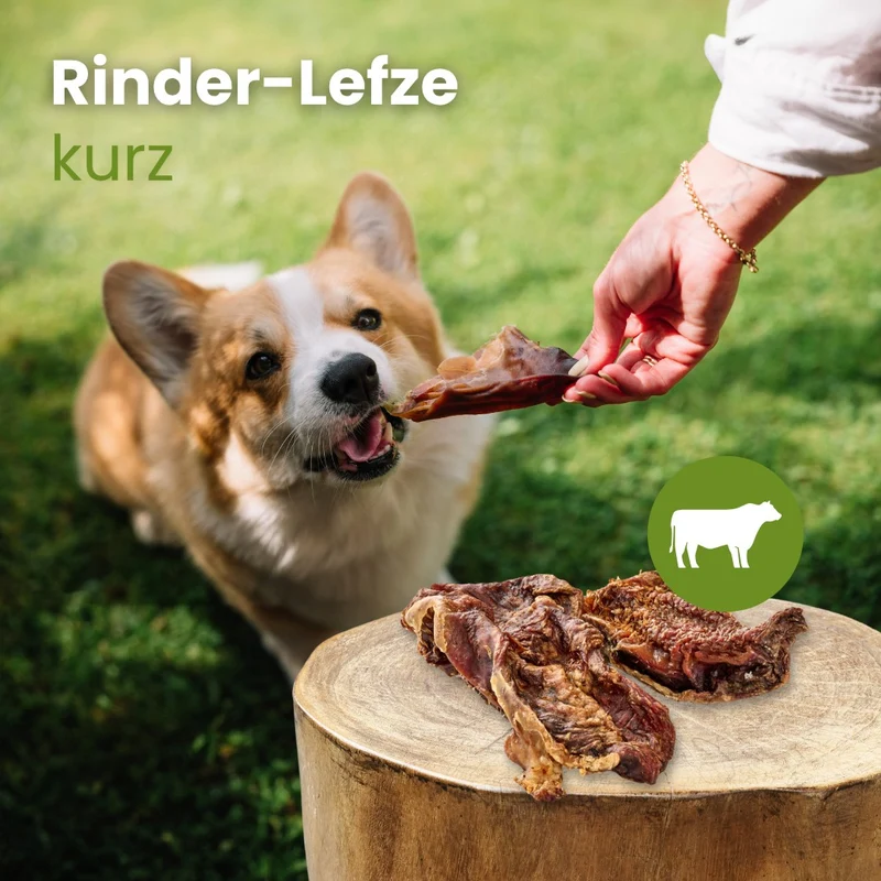 Rinder-Lefze, kurz