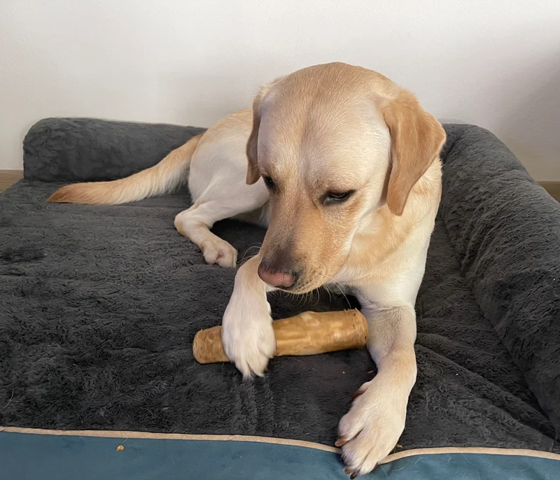 Kaffeeholz Kaustab für Hunde langlebig, ohne Chemikalien, allergenfrei