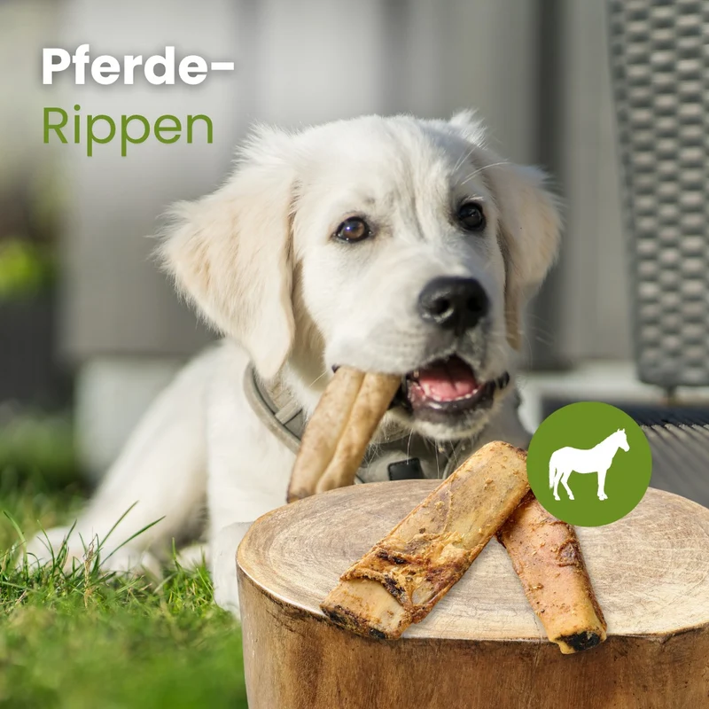 Pferde-Rippen