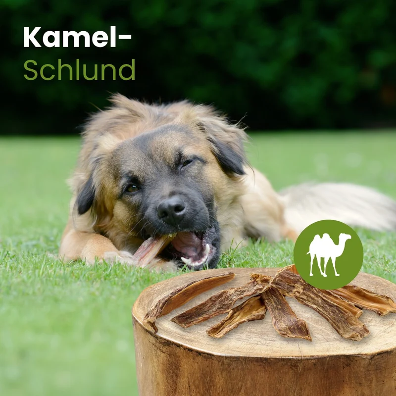 Kamel-Schlund