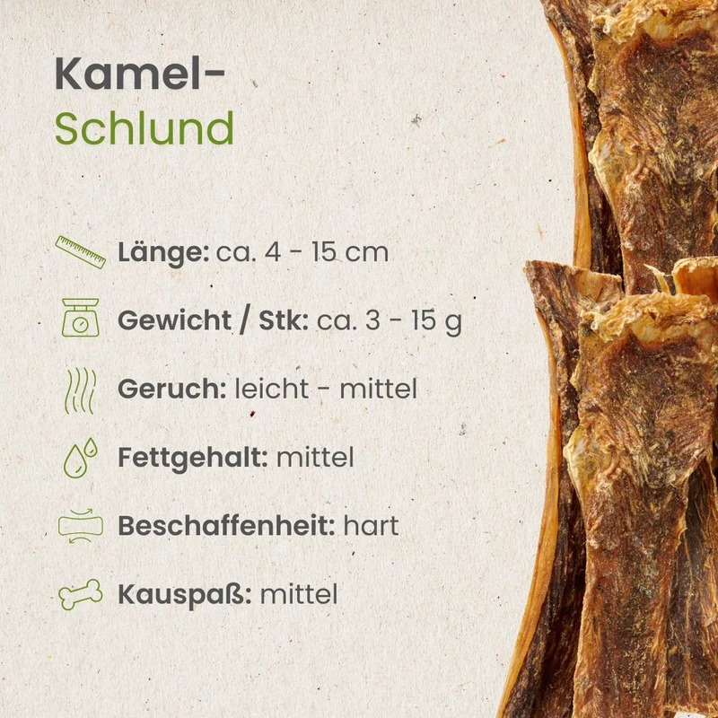 Kamel-Schlund