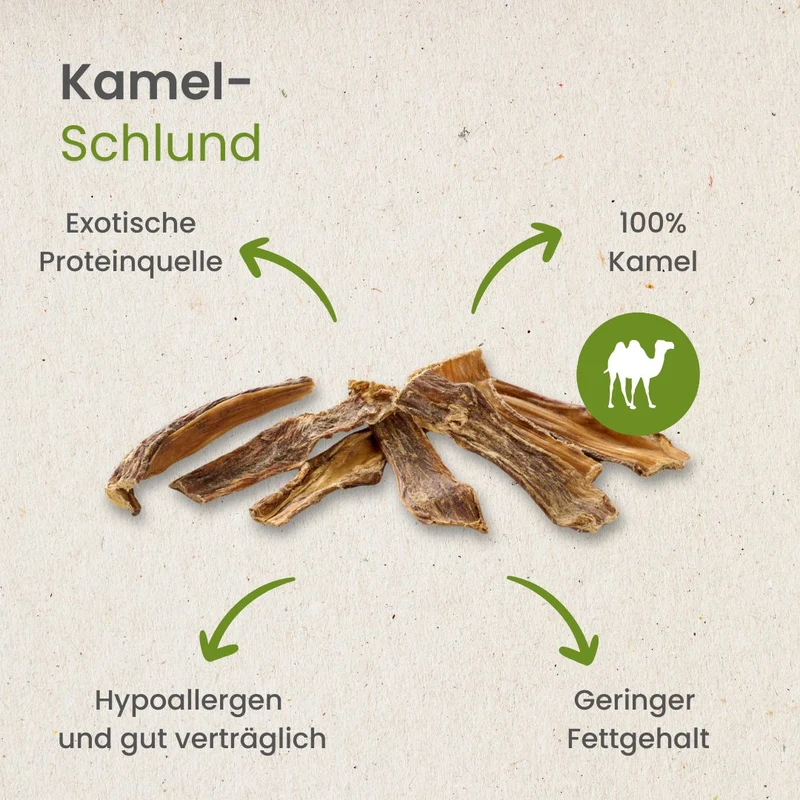 Kamel-Schlund