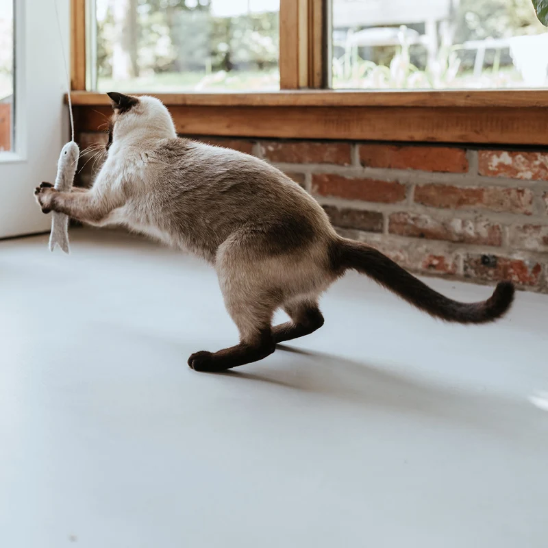 Katzenspielzeug Toller Hecht mit Schnur