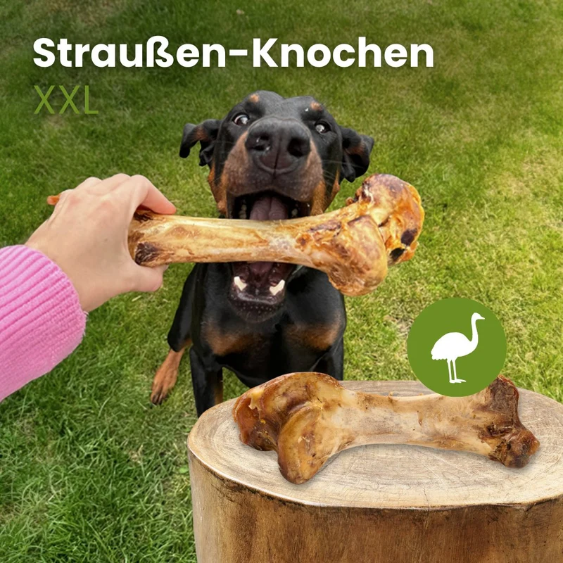 Straußen-Knochen XXL