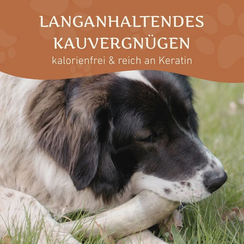 Kauhorn vom Rind - 3er Set