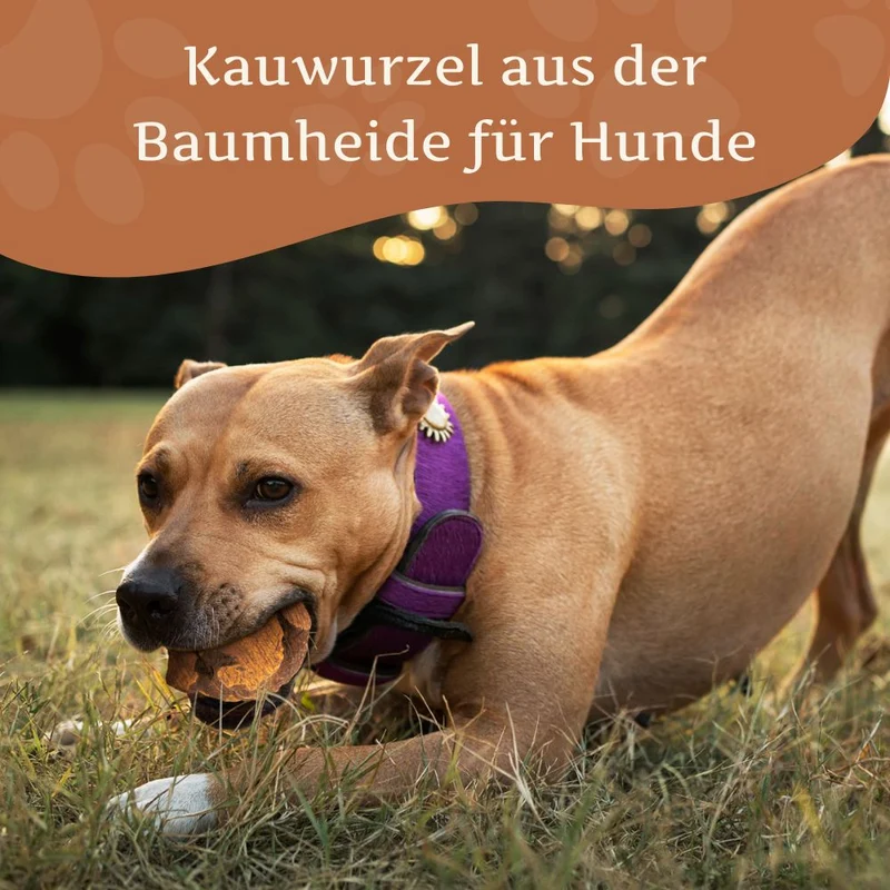 Kauwurzel aus Baumheide - 3er Set