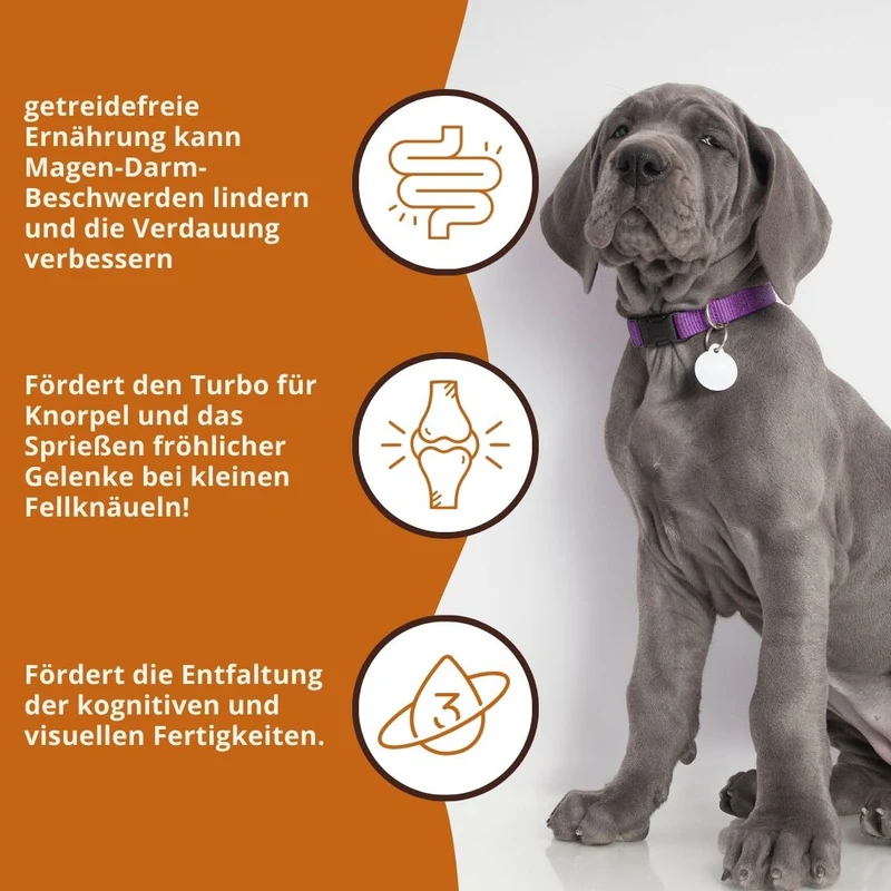 Junior Trockenfutter mit Lachs für Welpen - getreidefrei