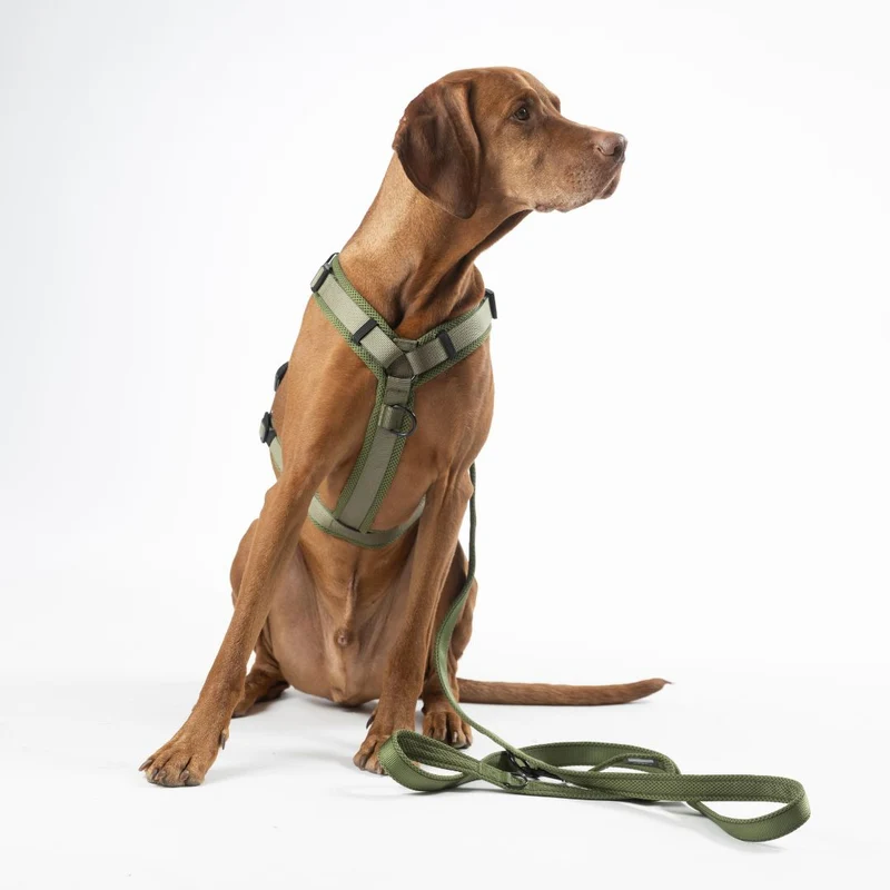 Hundeleine Nova Olive