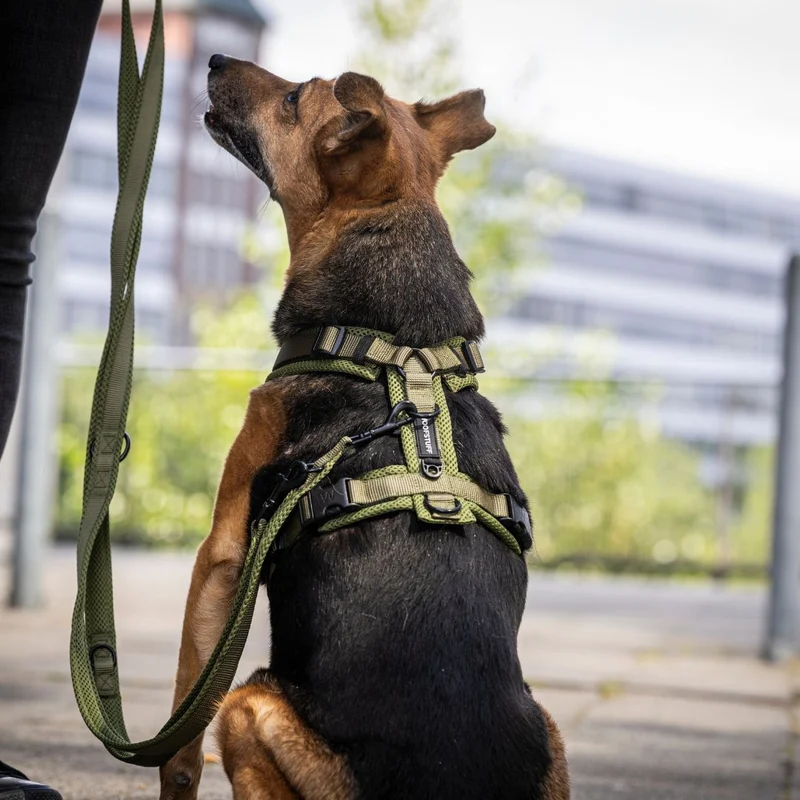 Y-Hundegeschirr Nova Olive