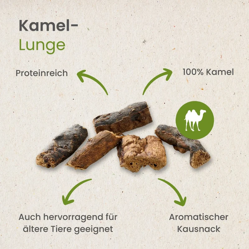 Kamel-Lunge