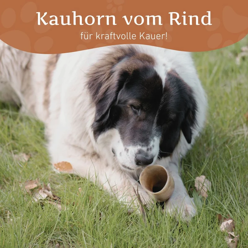 Kauhorn vom Rind