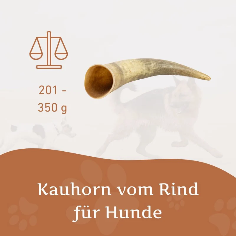 Kauhorn vom Rind