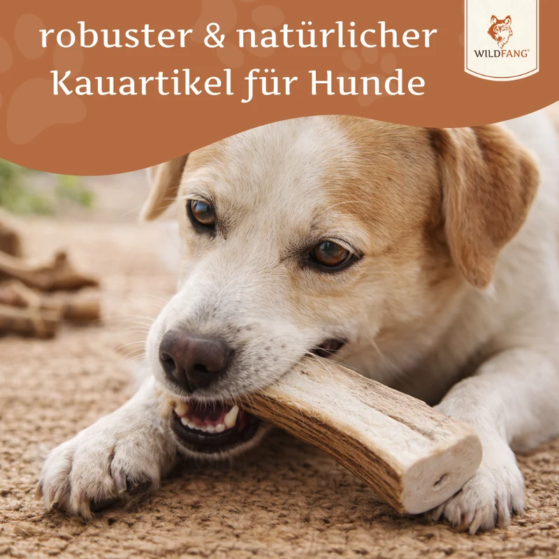 Kaugeweih Rothirsch - halbe Kaustange - 3er Set