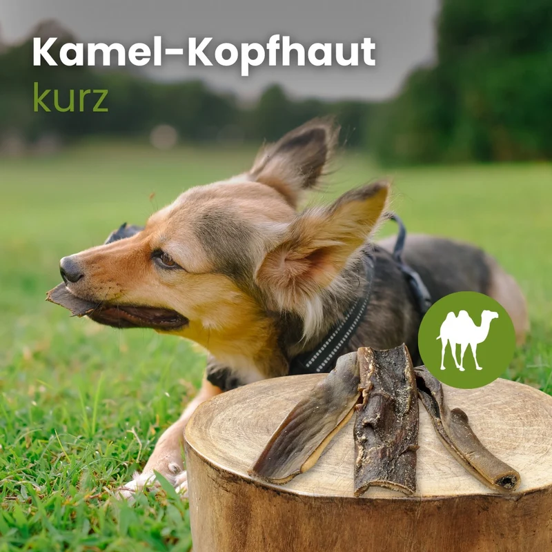 Kamel-Kopfhaut,kurz