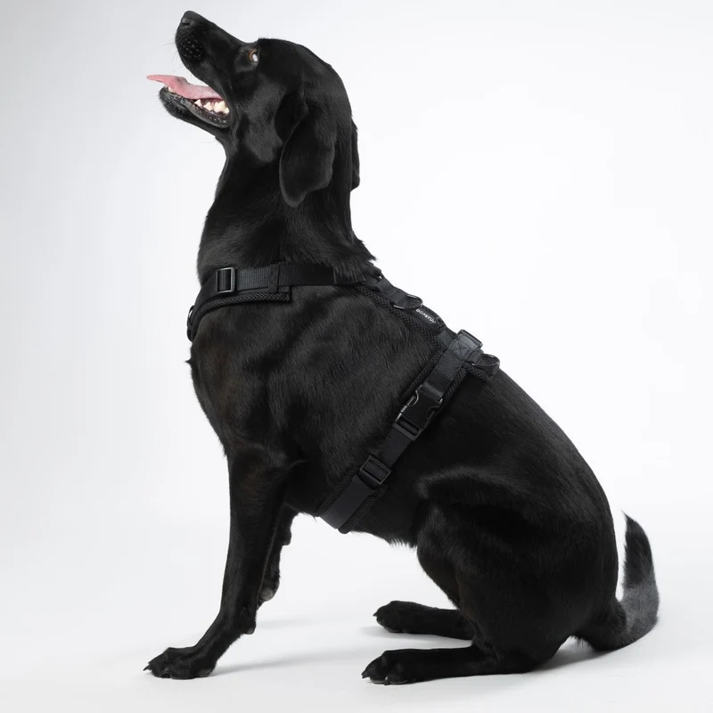 Y-Hundegeschirr Nova Black