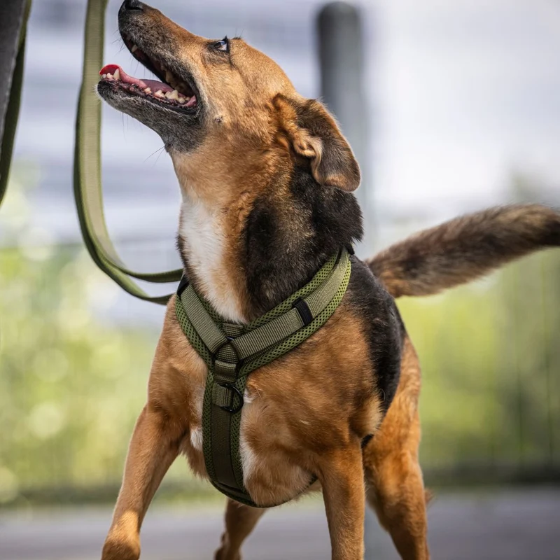 Y-Hundegeschirr Nova Olive