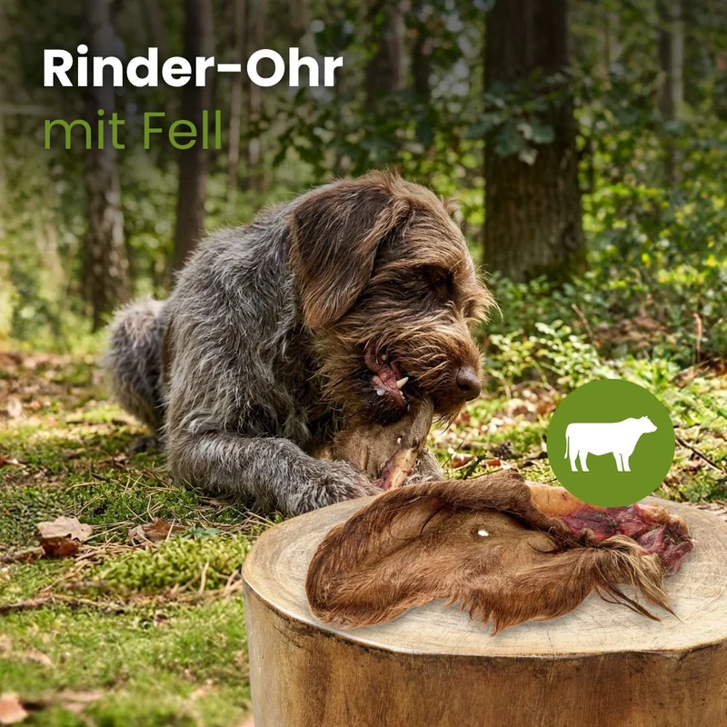 Rinder-Ohr mit Fell