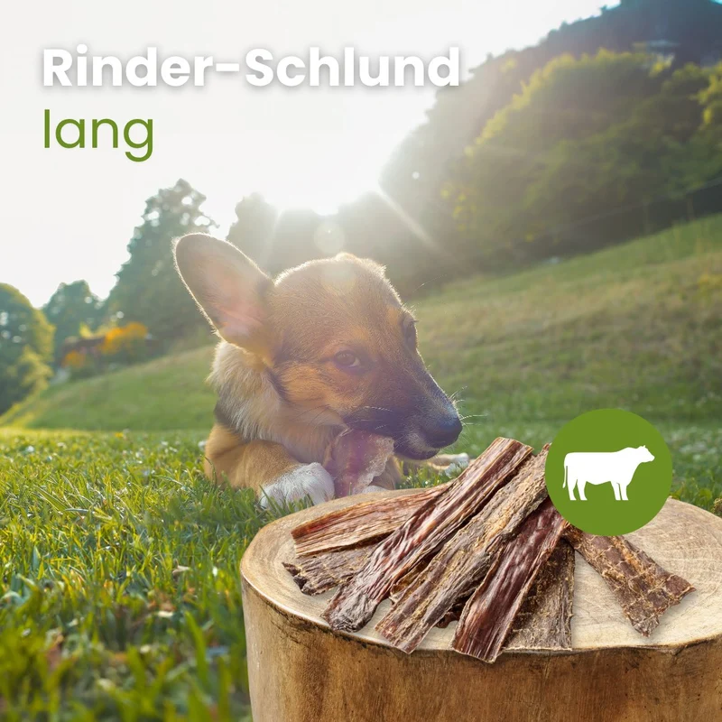 Rinder-Schlund, lang