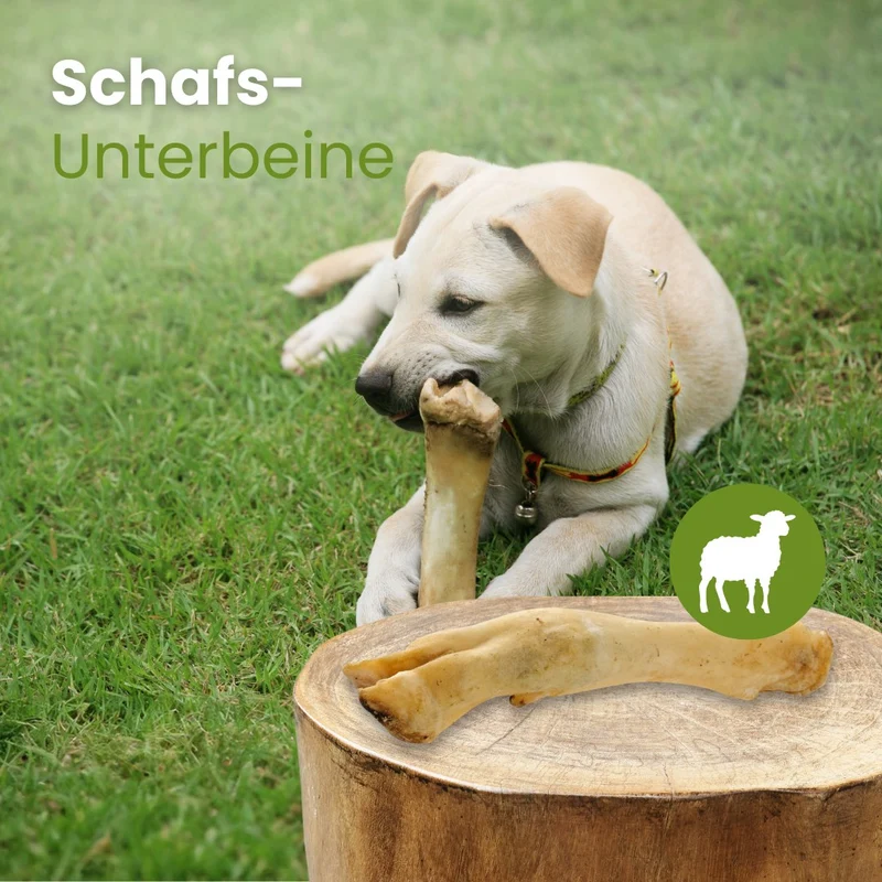 Schafs-Unterbeine