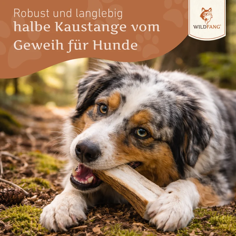 Kaugeweih Rothirsch - halbe Kaustange
