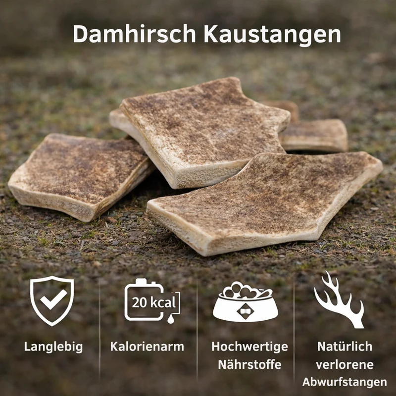 Kaugeweih Damhirsch