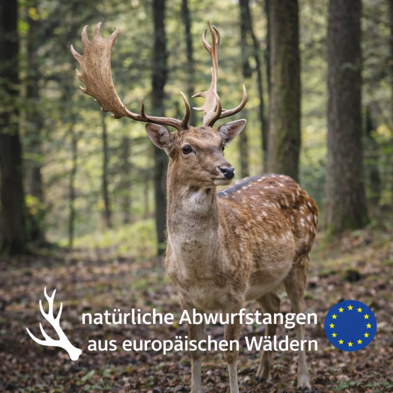 Kaugeweih Damhirsch