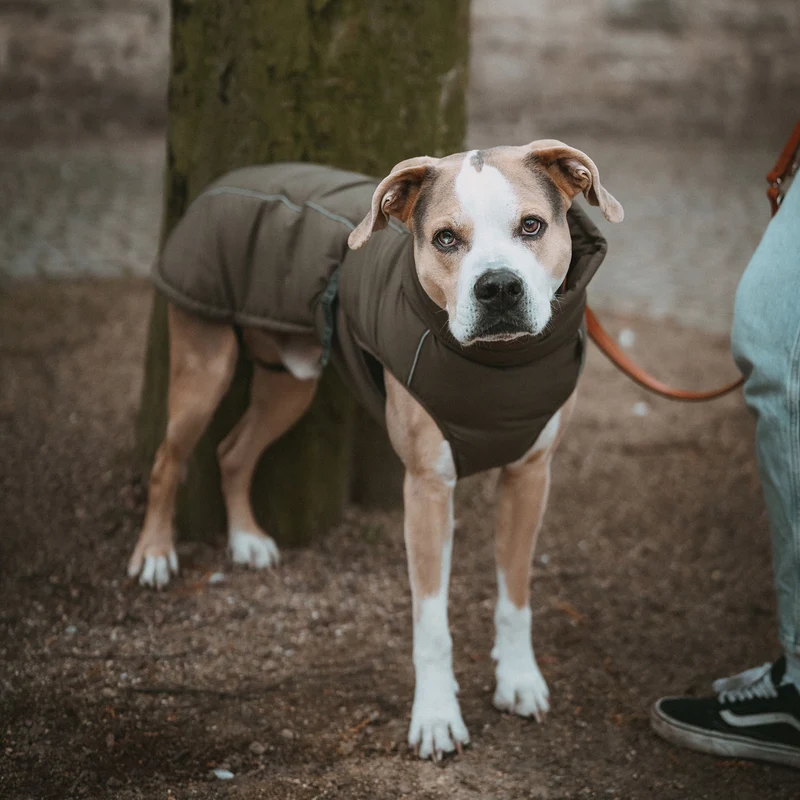 Hundemantel Paxson