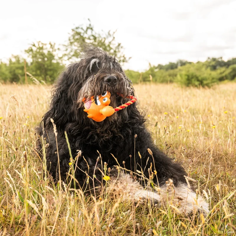 Hundespielzeug Lenny Krabitz