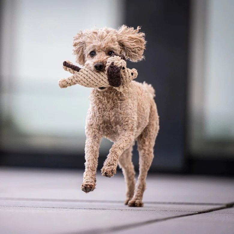 Hundespielzeug Doggy Dog Junior