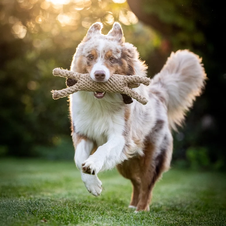 Hundespielzeug Doggy Dog