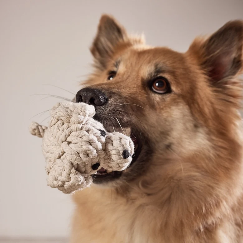 Hundespielzeug Welpe Tapsi